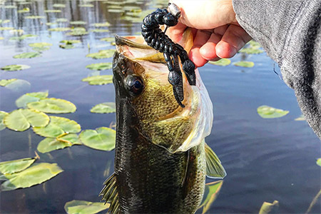 Fish being pulled from water