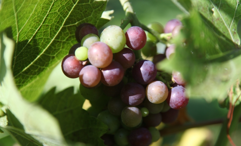 Wine grapes on vine