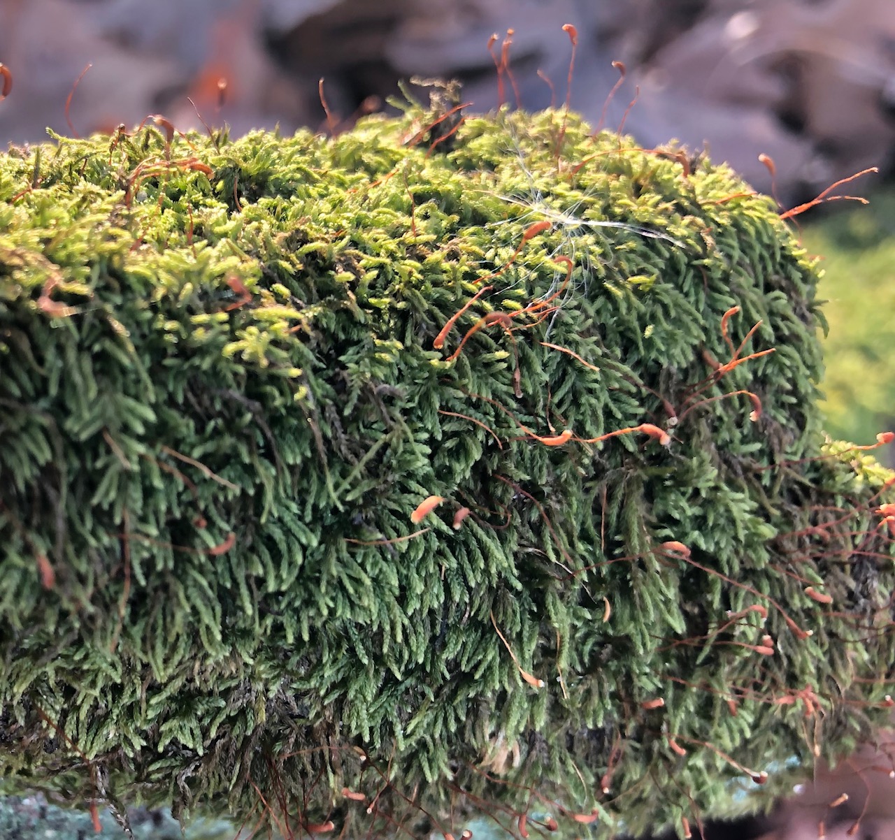 Winter plant growth