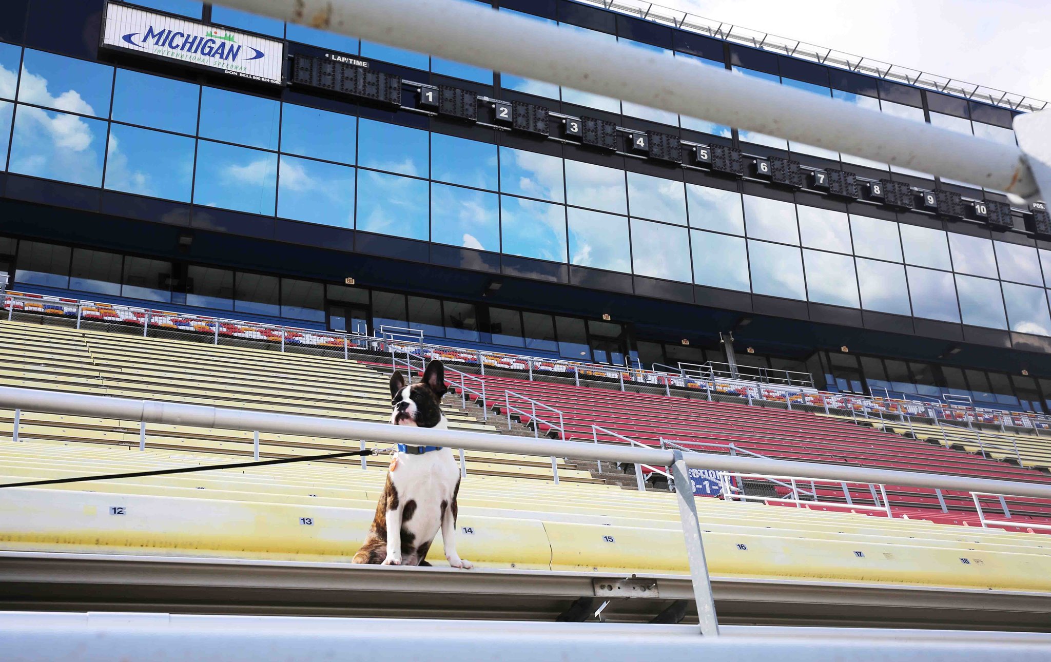 Dog at MIS