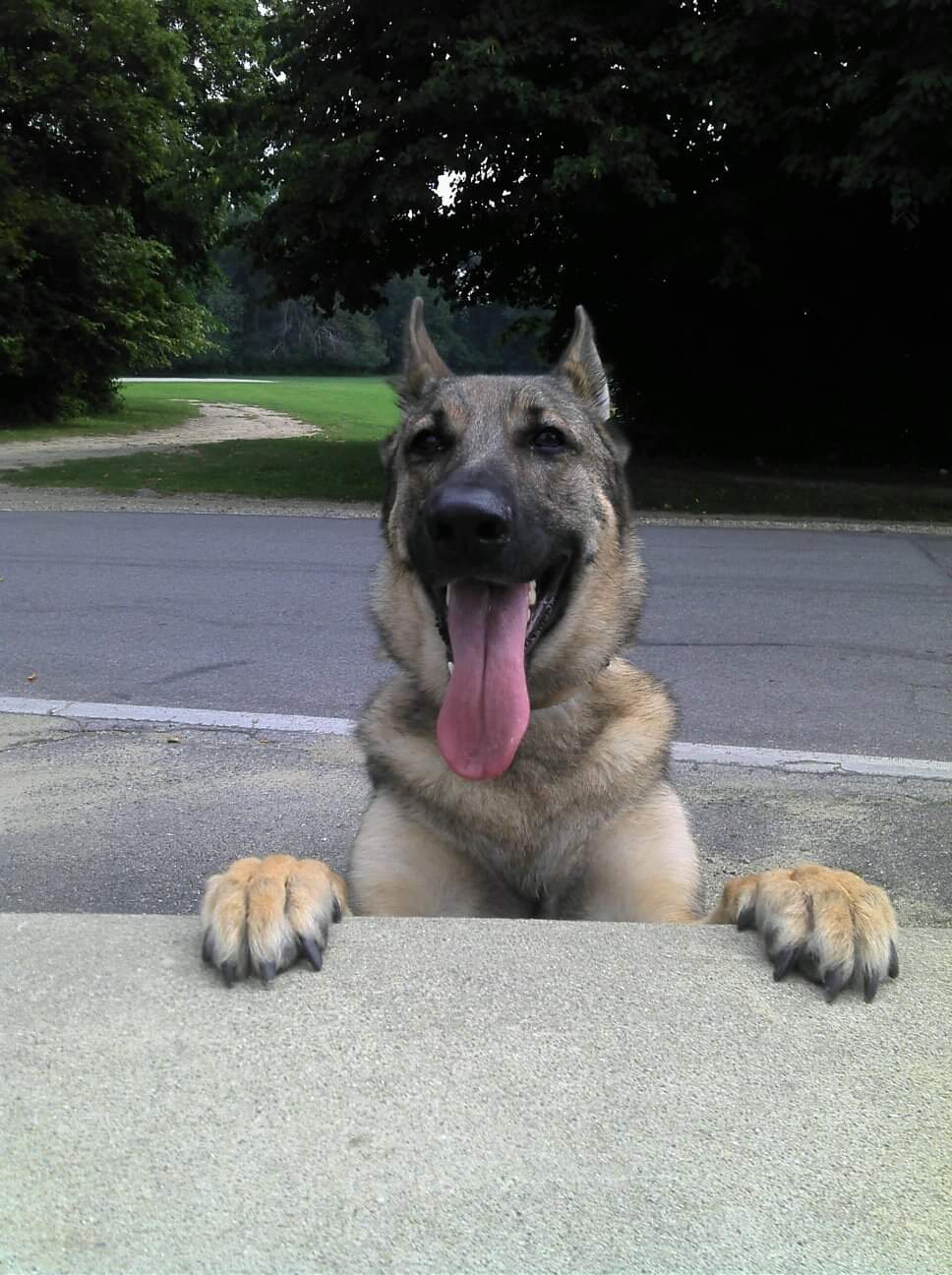 Dog at Ella Sharp Park