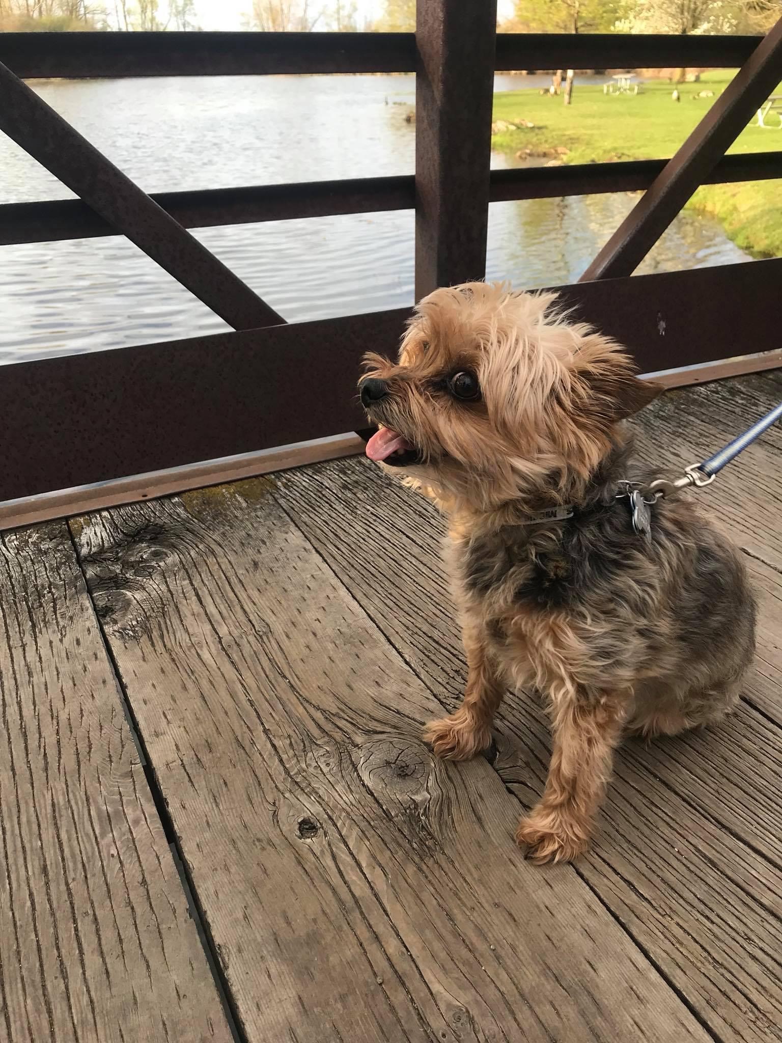 Dog at Cascades Park