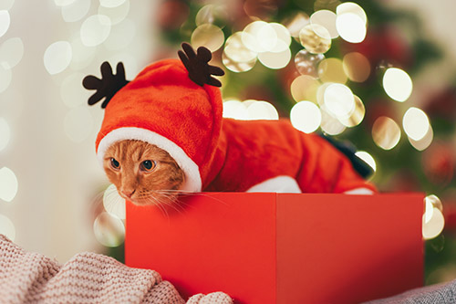 Christmas cat in box